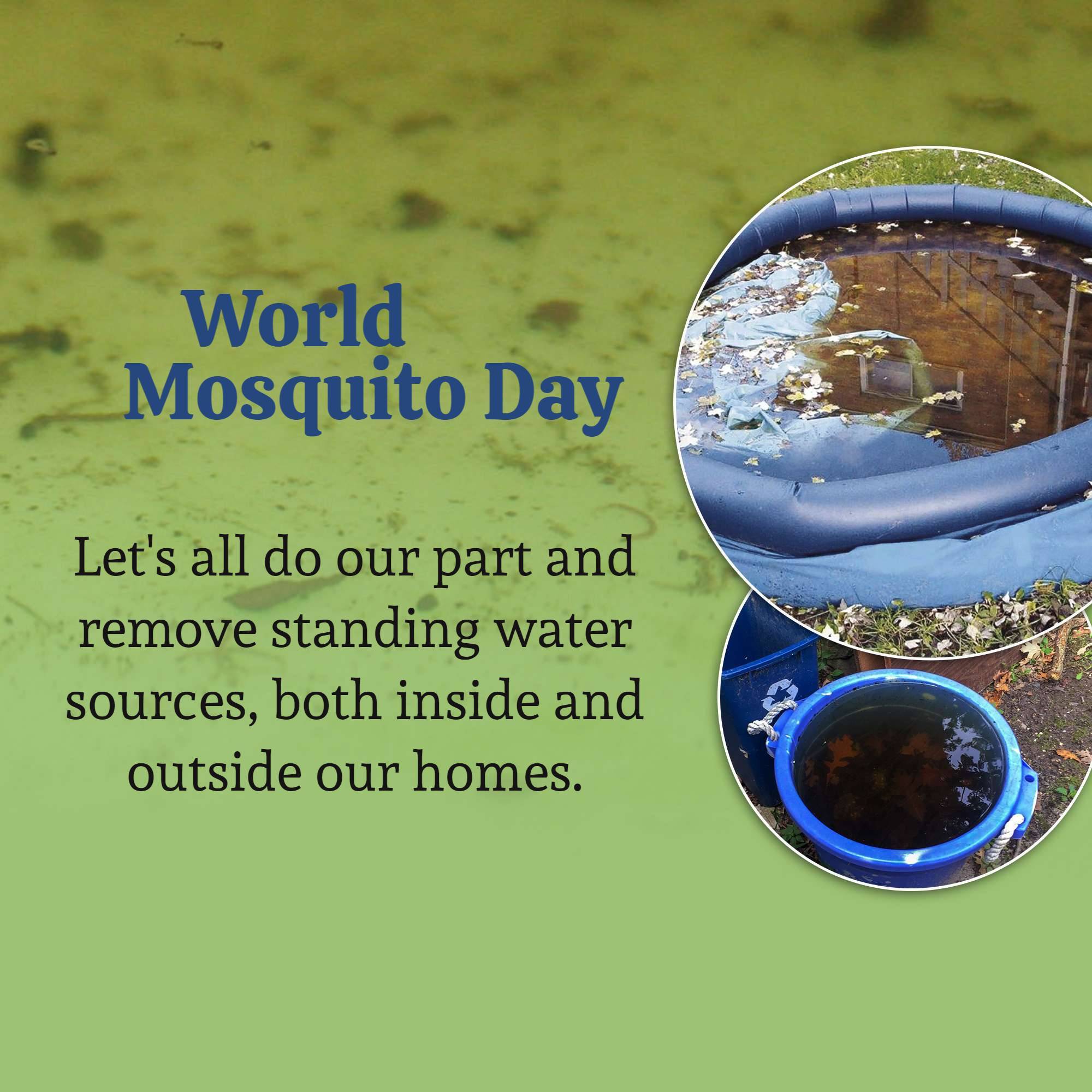 World Mosquito Day